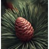 Pinus Eldarica (Afghan Pine) Seeds - Pine Tree Seeds for