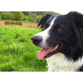 Border Collie Dog Birthday Greeting Card