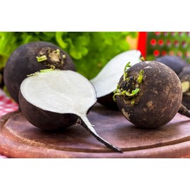 RAISE ME UP: Seeds Black Spanish Round Radish Non GMO Heirloom