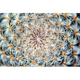 Digital Nc Close Up (+4) Macro Lens for Sony Cybershot DSC-HX1 (Includes Filter/Lens Adapter Ring)