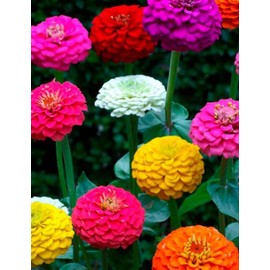 200 Dwarf Lilliput Mix Zinnia Seeds for Planting 1 Grams Non GMO Heirloom Elegans Midget USA Harvested pollinator bee Butterfly