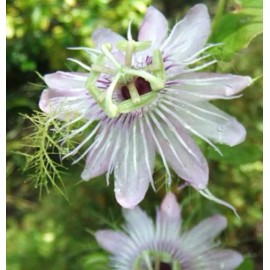 Buy Rare Seeds Passiflora foetida var. gossypifolia | Cottonleaf Passionflower | 5_Seeds
