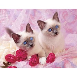 Kitten 240 21c 2 Artwork Micro Fiber Cleaning Cloth