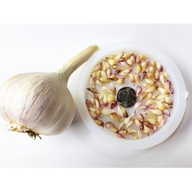 Fresh 100+  Extra Hardy White Garlic Bulbils - Chemical Free Garden