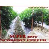 Magic Plant Farms Scorpion Pepper Whole Dried Pods 8oz (226.8g)