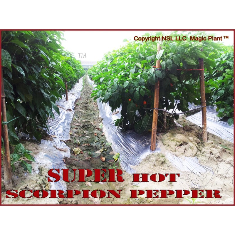 Magic Plant Farms Scorpion Pepper Whole Dried Pods 8oz (226.8g)