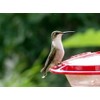 Heath 8 Oz. Hummingbird Feeder