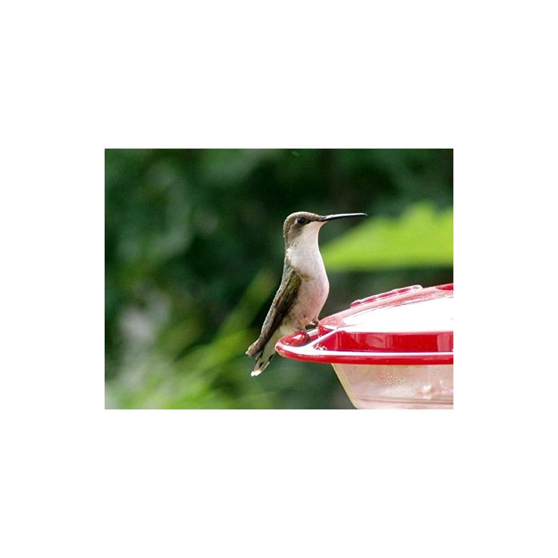 Heath 8 Oz. Hummingbird Feeder