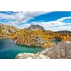 Beardragon Larch (Larix mixed variety, 20 seeds Alaska Wild Harvested