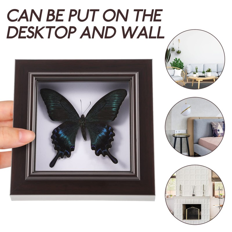 Housoutil Butterfly Specimens in Shadow Box Blue Morpho Butterfly Framed