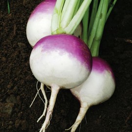 Purple Top White Globe Turnip (Brassica rapa) Vegetable Seeds, Distinctive Appearance, Fast Grower, Mild, Sweet Flavor, Seeds by MySeeds.Co, You Choose The Amount (1/2 LB)