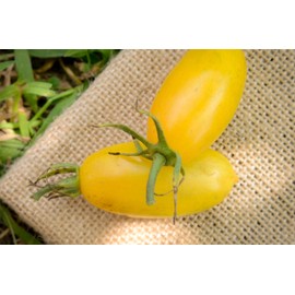 Tiger Blush Striped Baby Plum Heirloom Tomato Premium Seeds for Planting Packet