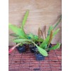 Cactus Epiphyllum Crest in 4 inch pots / Orchid Cactus