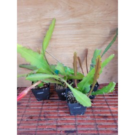 Cactus Epiphyllum Crest in 4 inch pots / Orchid Cactus / Well Rooted