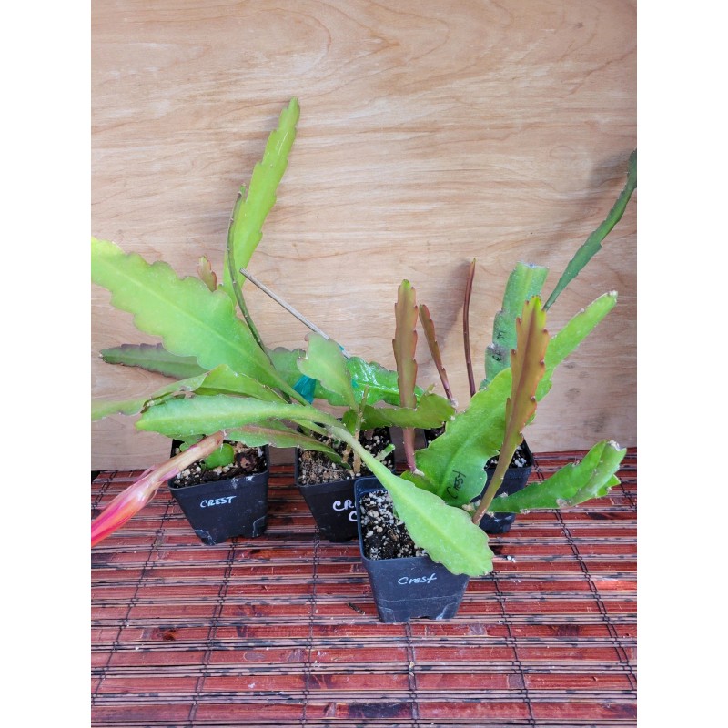 Cactus Epiphyllum Crest in 4 inch pots / Orchid Cactus