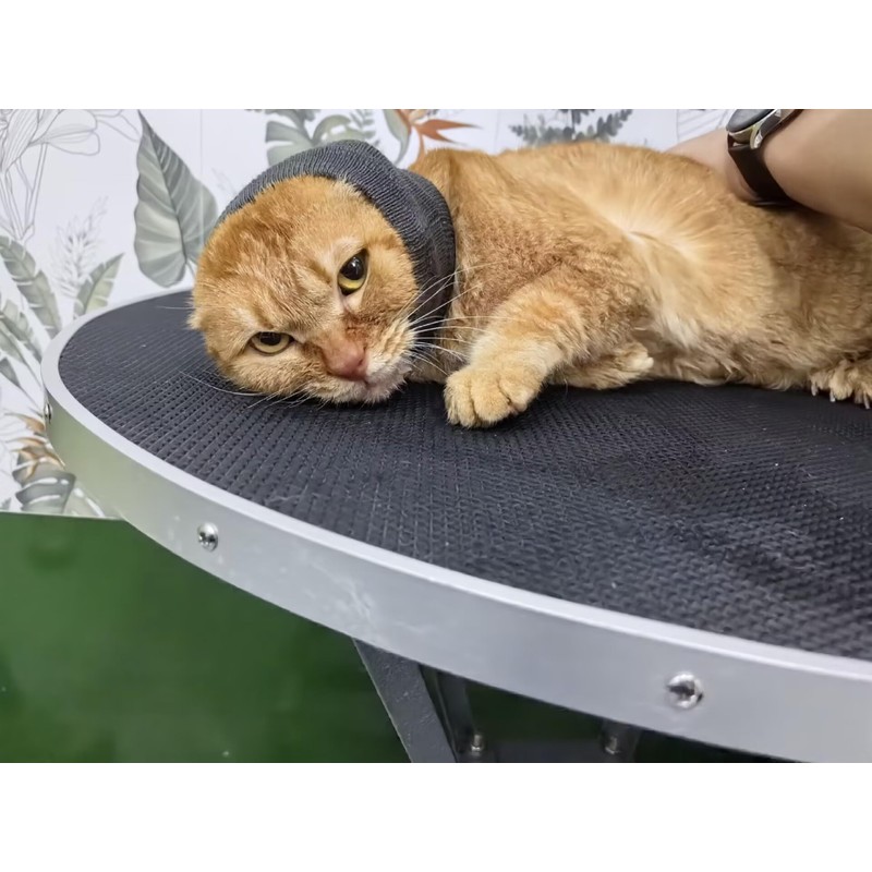 DDFS Cat Hematoma Ear Wrap 6 Pack Head Cover Keep