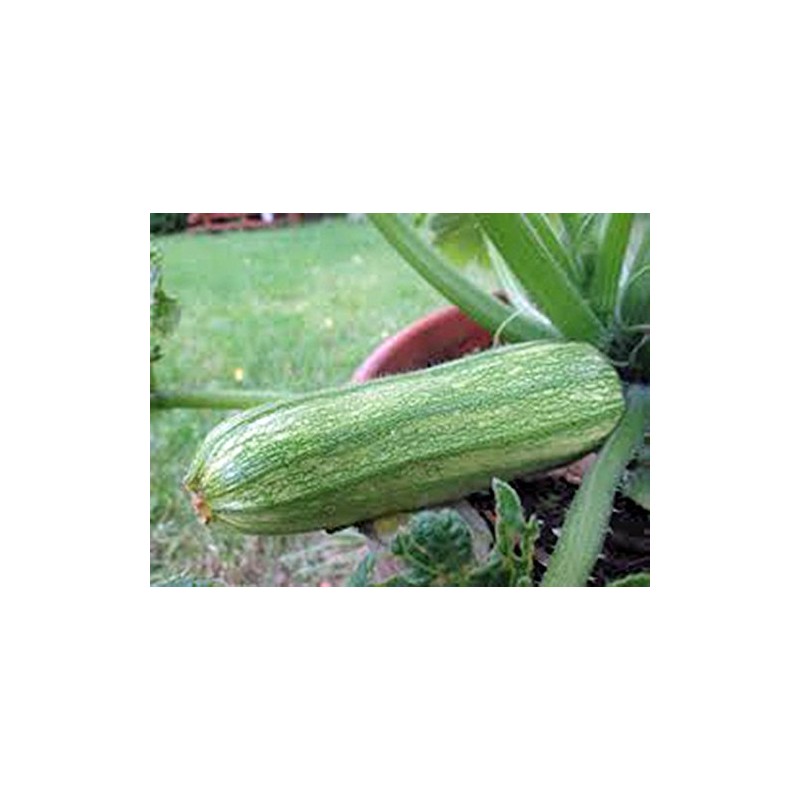 Squash, Summer Cocozelle, Heirloom, 100 Seeds, Great for Cooking, Salad