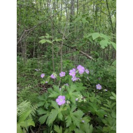 TribalEarthAlliance Rare geranium maculatum seeds  -  20 fresh wildflower seeds for your garden.