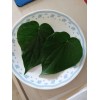 Unbranded 40 Fresh Organic Betel Leaves Leaf (Paan Patha, Pann,