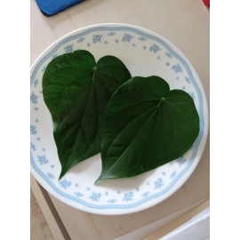 Unbranded 40 Fresh Organic  Betel Leaves Leaf (Paan Patha, Pann, Piper Betel, Beetel)