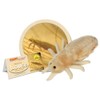 Giant Microbes Louse Plush – Learn About Lice and How