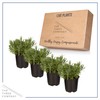 Live Aromatic and Edible Herb - Lavender (4 Per Pack),