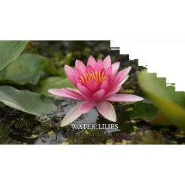 4 Pack Live Water Lily Tubers Plants Colorful Pond Freshwater Flower Aquatic