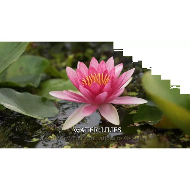 4 Pack Live Water Lily Tubers Plants Colorful Pond Freshwater