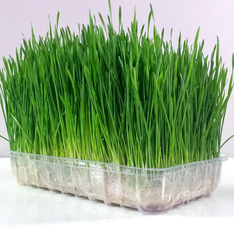 Organic Wheatgrass Seed - Certified Organic Hard Red Wheat by