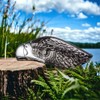 YCDSSM Eagle Head Lighter,Metal Lighter,Jet Torch Lighter,Creative Refillable Soft Flame
