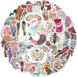 50Pcs Human Body Organs Anatomy Stickers, Human Anatomy Medical Nurse Decals, Body Part Medical Nurse Stickers, Gifts for Women & Men (Organs)
