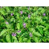 Jamaican Blue Vervain (2 ounce Powder)