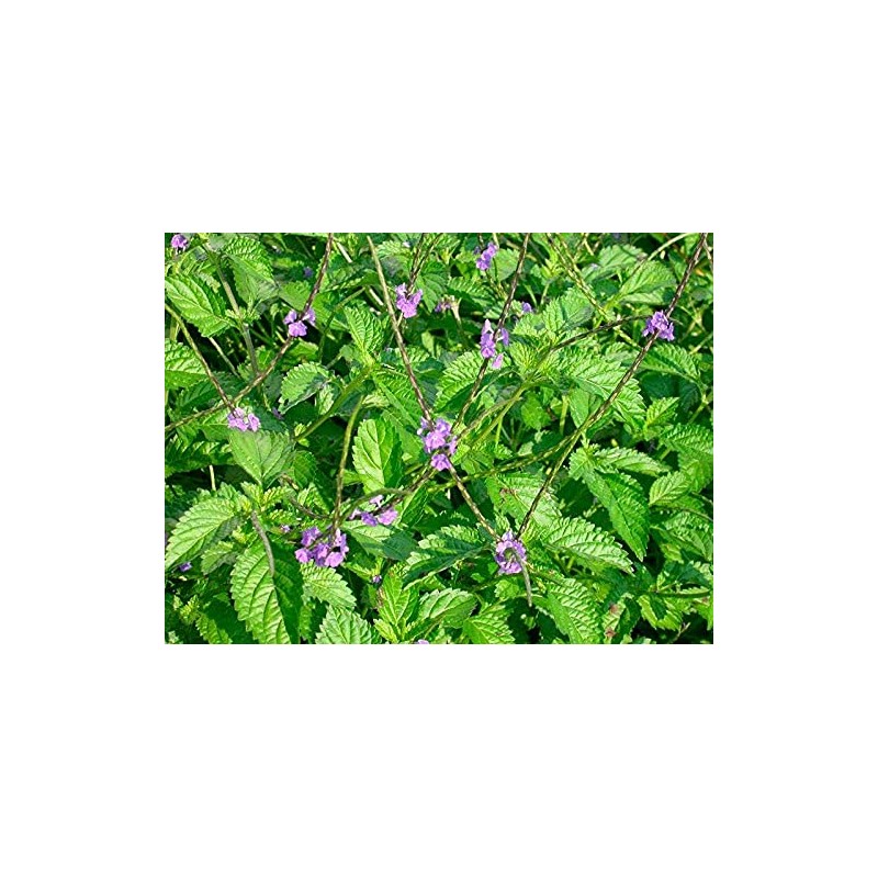 Jamaican Blue Vervain (2 ounce Powder)