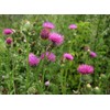 22Day Seeds: Seeds Milk Thistle/Blessed Milkthistle/Purple Blessed/Non GMO/Heirloom