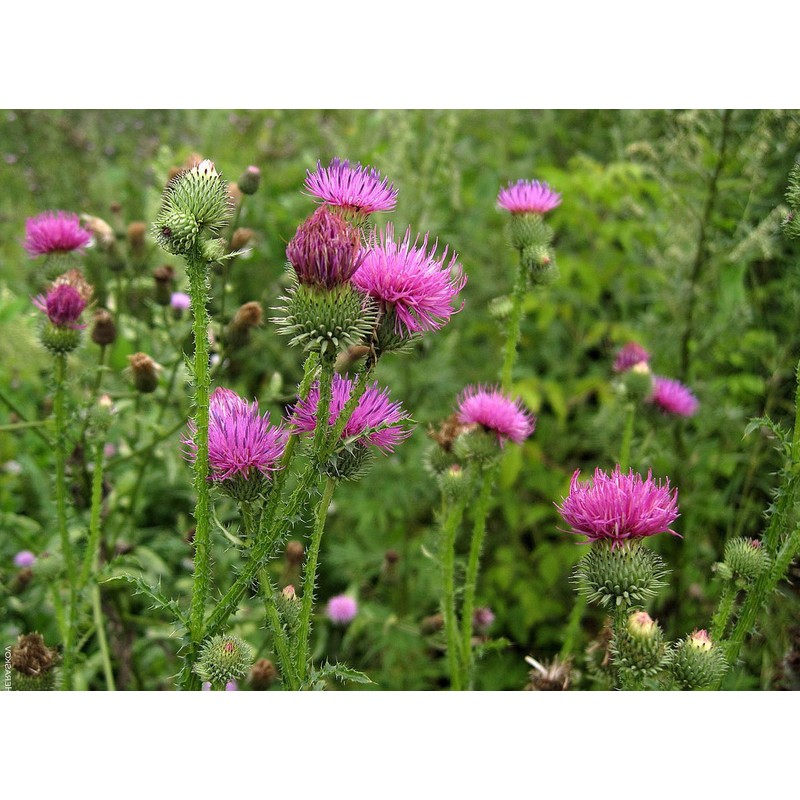 22Day Seeds: Seeds Milk Thistle/Blessed Milkthistle/Purple Blessed/Non GMO/Heirloom