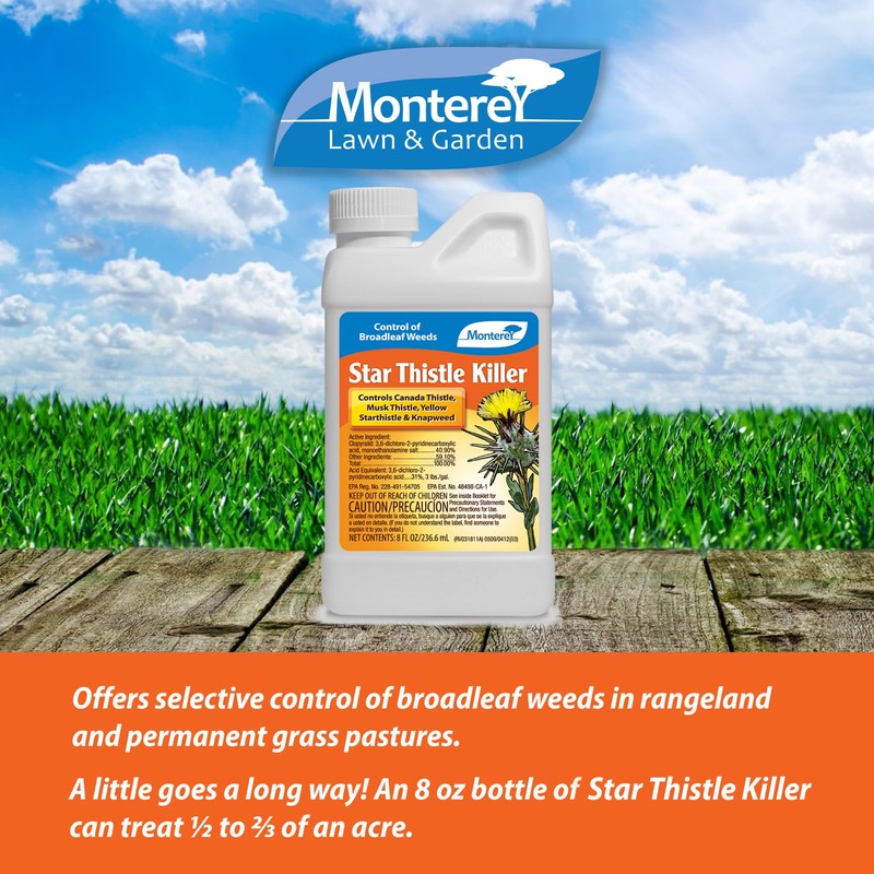 Monterey LG5468 0.5 PT Star Thistle, 8 Ounce