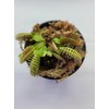 Generic Large Sized Big Mouth Venus Flytrap (Fly Trap Carnivorous