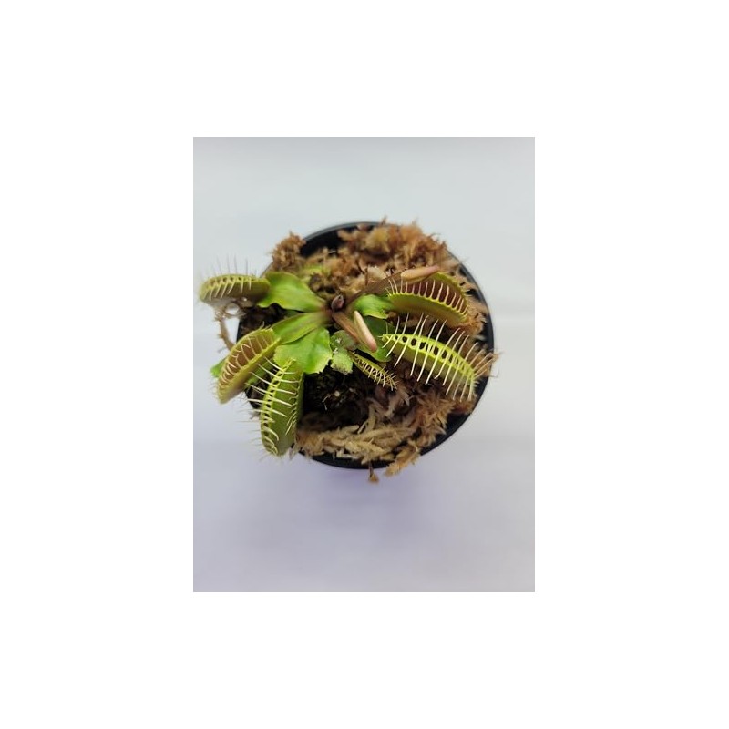 Generic Large Sized Big Mouth Venus Flytrap (Fly Trap Carnivorous