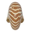 U.S. Shell Chambered Nautilus, 4 to 5"