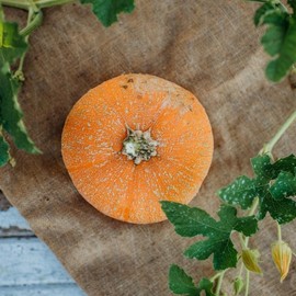 Winter Luxury Pie Pumpkin - 25 Seeds - Heirloom & Open-Pollinated Variety, Non-GMO Vegetable Seeds for Planting in The Home Garden, Thresh Seed Company