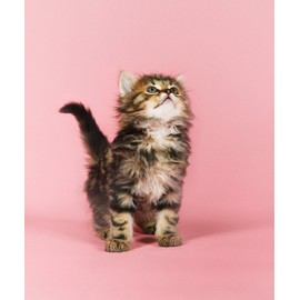 GoOpticians Cute Pink Cat Microfiber Glasses Cleaning Cloth Spectacle Microfibre Lens Wipe 15cm x 18cm