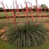 Outsidepride Red Yucca Seeds for Planting - 25 Pcs Drought