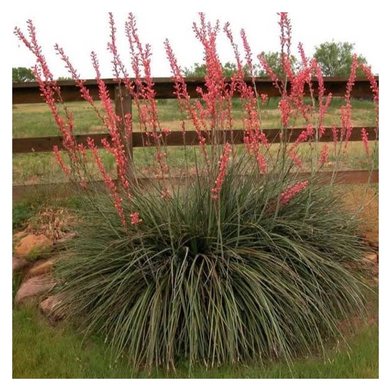 Outsidepride Red Yucca Seeds for Planting - 25 Pcs Drought