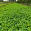 Outsidepride 10 lb. Annual Berseem Clover Seed for Food Plots,