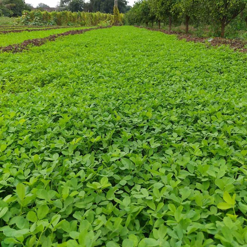 Outsidepride 10 lb. Annual Berseem Clover Seed for Food Plots,