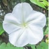 White Moonflower Vine Seeds - Climbing Vine Up to 15