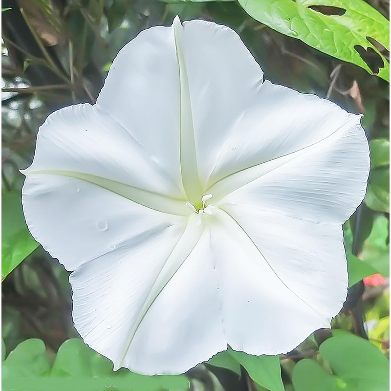 White Moonflower Vine Seeds - Climbing Vine Up to 15