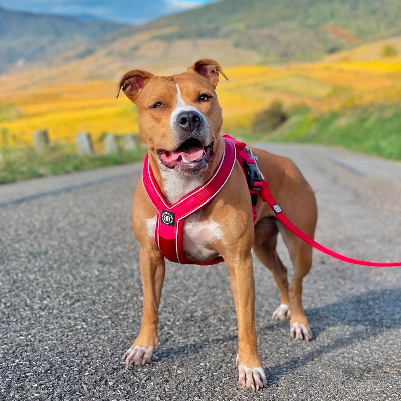 BullyBillows Slip-On Dog Harness - Foam Padded, Neoprene-Lined, Adjustable, Non-Restrictive