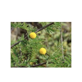 AROMA ACACIA FARNESIANA, vachellia rare mimosa tree bonsai aroma bush seed.  20 seeds