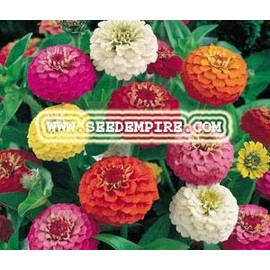ZINNIA LILIPUT MIX Zinnia Elegans --- 100 Flower Seeds
